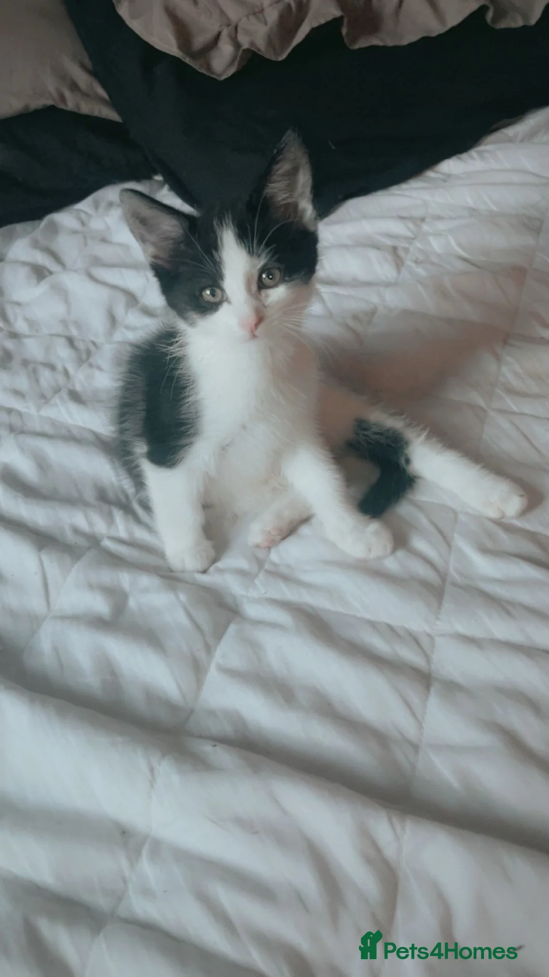 Mixed Breed cats for sale: Kittens for sale  - Advert 5