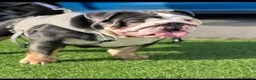 English Bulldog dogs for sale: English bulldog female - Advert 2