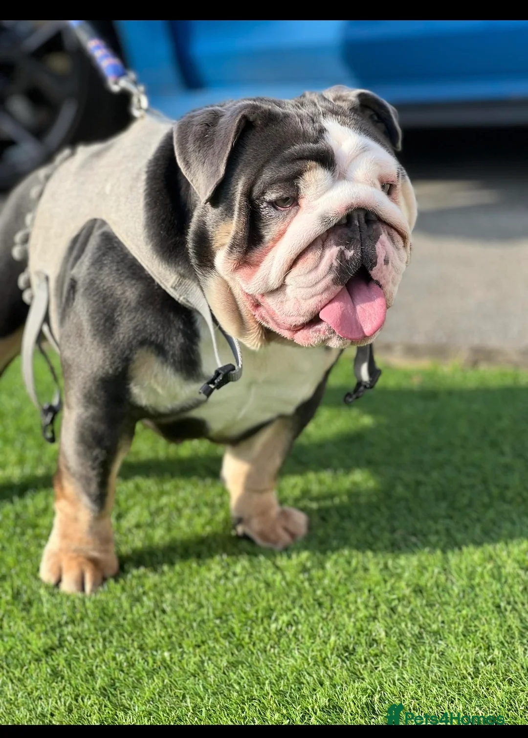 English Bulldog dogs for sale: English bulldog female - Advert 2