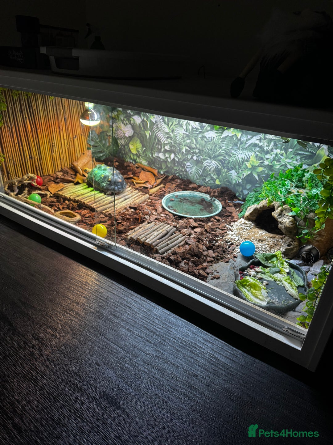 Tortoise reptiles for sale: Redfoot tortoise and enclosure all in - Advert 15