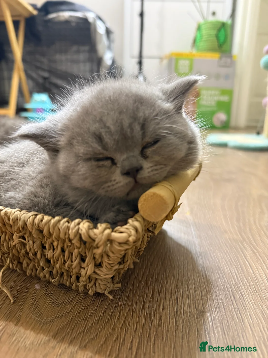 British Shorthair cats for sale: 100% Pure Pedigree Champion line Bsh Reg. Kitten - Advert 5