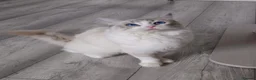 Ragdoll cats for sale: Gorgeous Ragdoll Pair – GCCF - Advert 9