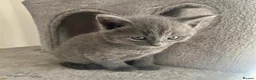 Russian Blue cats for stud: Pure Russian Blue Stud Available for Mating in Chessington - Advert 12