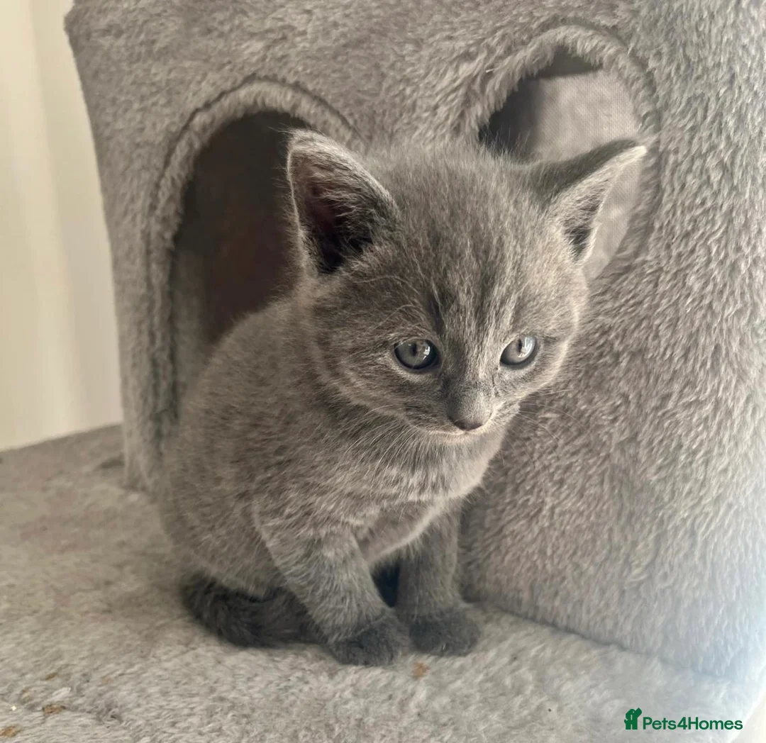 Russian Blue cats for stud: Pure Russian Blue Stud Available for Mating in Chessington - Advert 12