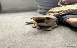 Pug dogs for sale: Franky boy - Image 5