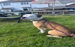 Mixed Breed dogs for sale: BEAUTIFUL BULL HERDERS (American Bulldog X Mali) - Image 1