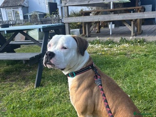 Mixed Breed dogs for sale - Advert 1