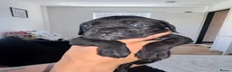 Cane Corso dogs for sale: Beautiful litter of cane corso  - Advert 9