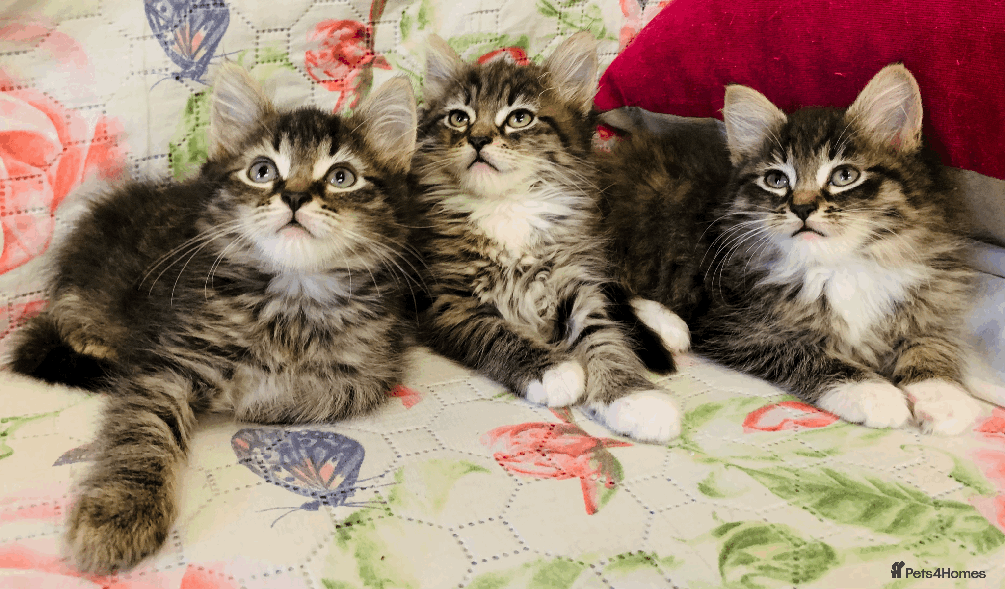 Maine Coon cats Three adorable Maine Coon Kittens For Sale  - Advert 1