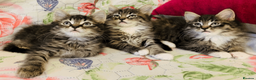 Maine Coon cats for sale: Three adorable Maine Coon Kittens For Sale  - Advert 1