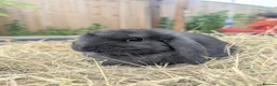 Mini Lop rabbits for sale: Mini Lop/French Lop - Advert 8