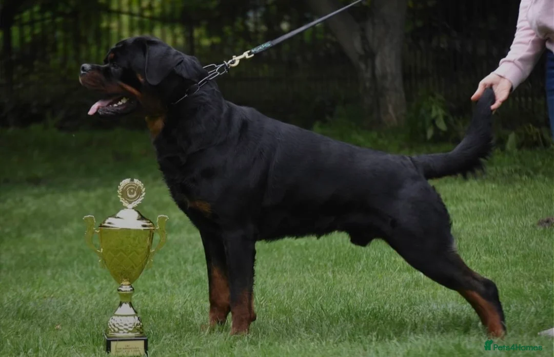 Rottweiler dogs for stud: Exceptional Rottweiler available at Stud ⭐️ - Advert 1