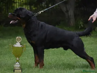 Rottweiler dogs Exceptional Rottweiler available at Stud ⭐️ - Advert 12