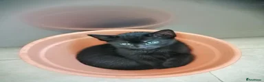 Fully black 