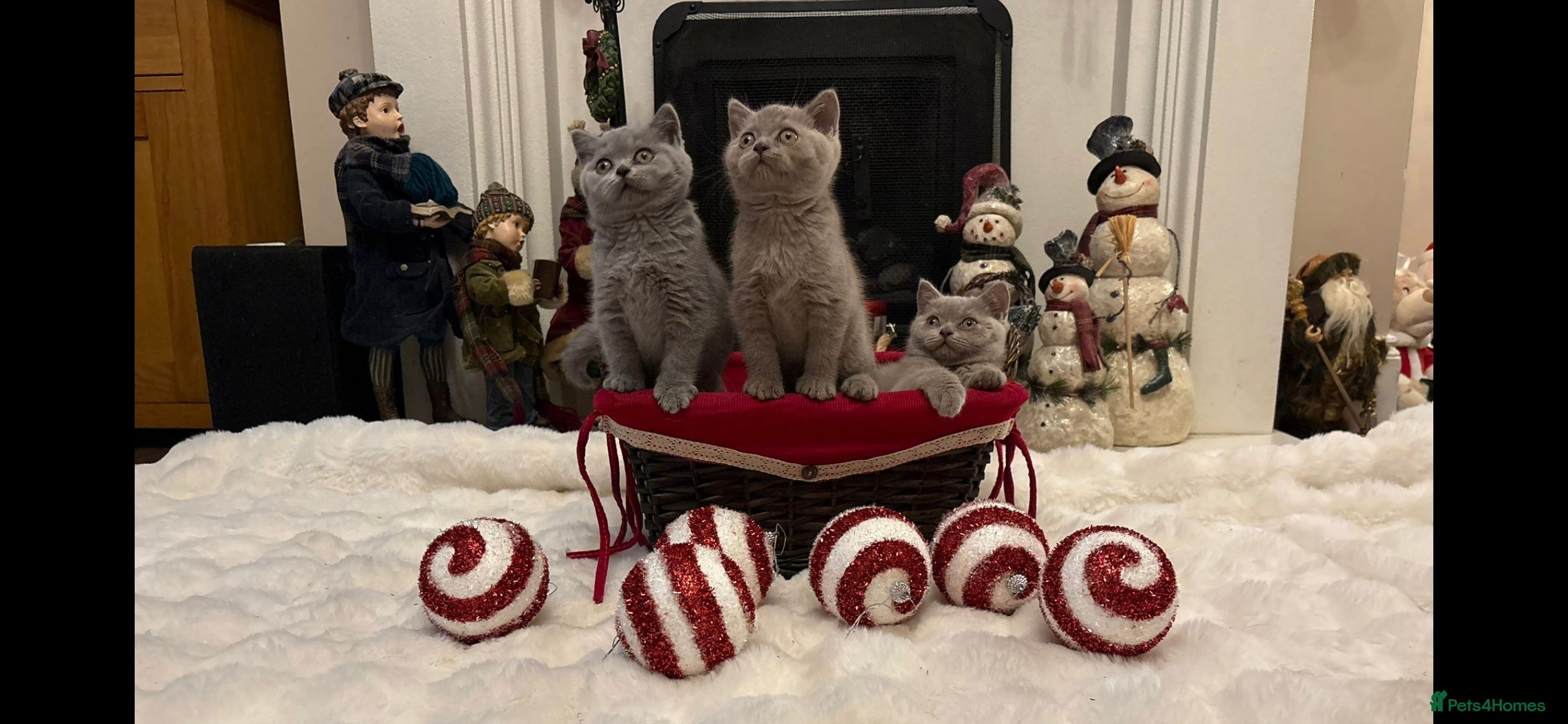 British Shorthair cats British shorthair kittens for sale ready24-12-2025 - Advert 8