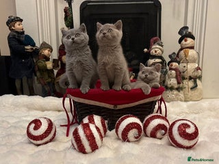 British Shorthair cats British shorthair kittens for sale ready* ** Eve* - Advert 2