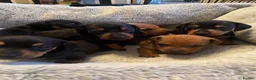 Dachshund dogs for sale: Miniature dashund  - Advert 5