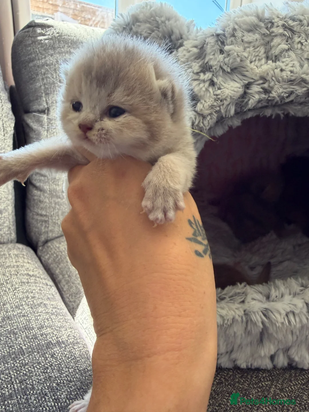 British Shorthair cats for sale: British shorthair  - Advert 20
