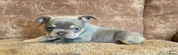 French Bulldog dogs for sale: Gorgeous little frenchie fur babies - Advert 3