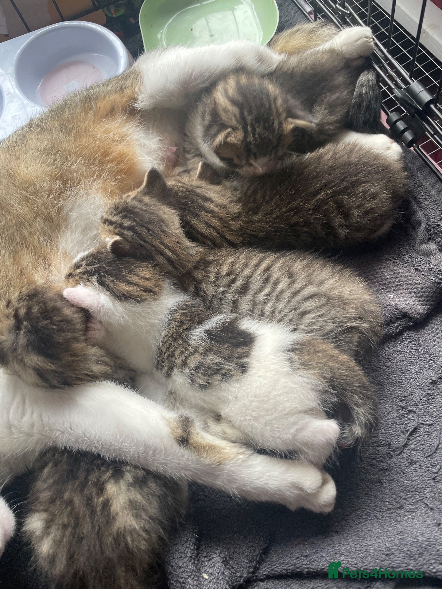 Mixed Breed cats Kittens  - Advert 1
