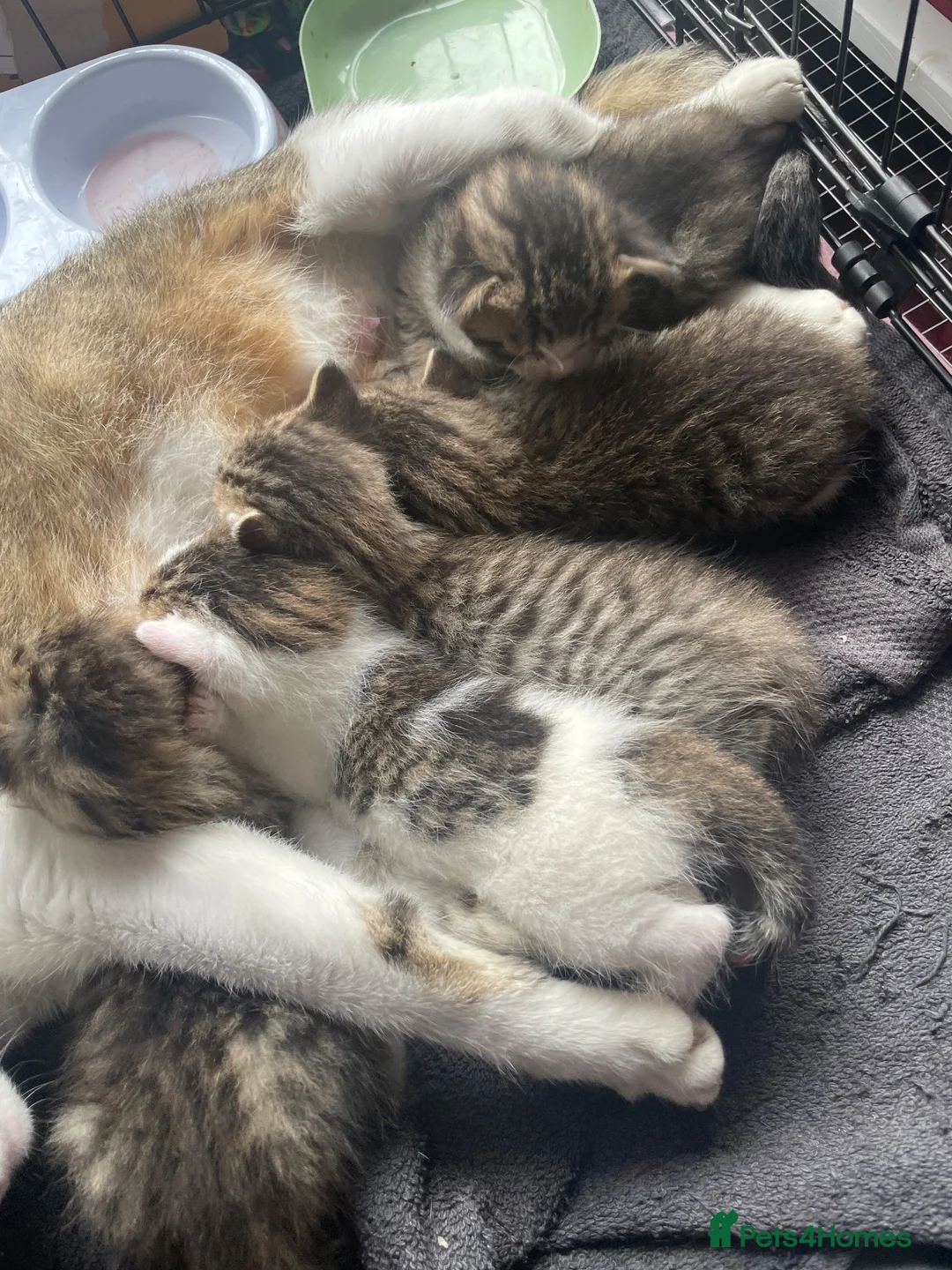Mixed Breed cats for sale: Kittens  - Advert 1
