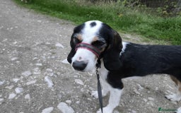 Mixed Breed dogs for adoption: Bonny - playful Griffon for adoption - Image 1