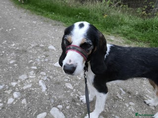 Mixed Breed dogs - Advert 26