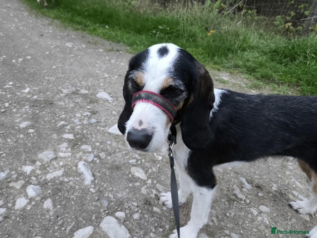 Mixed Breed dogs Bonny - playful Griffon for adoption - Advert 1