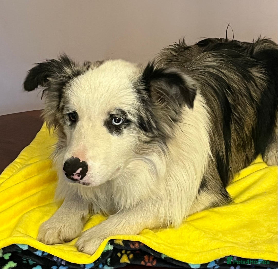 Border Collie dogs for sale: Beautiful Male Border Collie  - Image 3