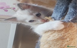 Ragdoll cats for sale: CUTE BLUE COLOUR POINT RAGDOLL KITTENS  - Image 8
