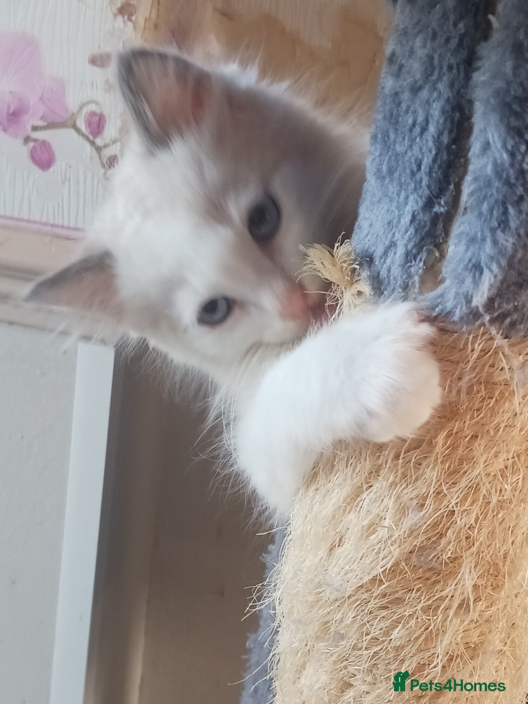 Ragdoll cats for sale: CUTE BLUE COLOUR POINT RAGDOLL KITTENS  - Image 8