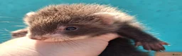Ferret rodents for sale: Full and Semi angora kits  - Advert 12