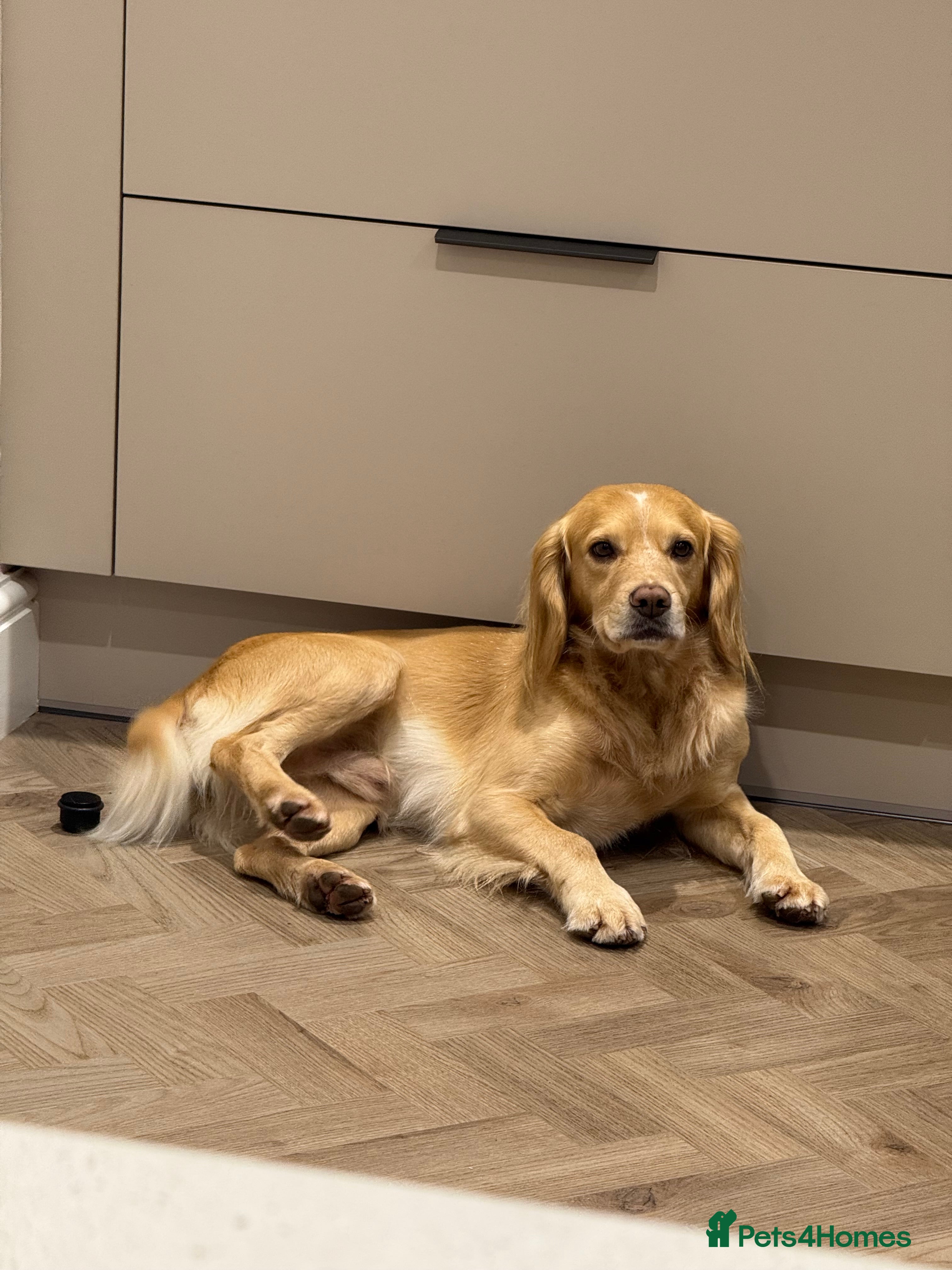 Cocker Spaniel dogs Proven Working Cocker Spaniel stud - KC Registered in Cockermouth - Advert 4