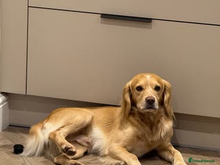 Cocker Spaniel dogs Proven Working Cocker Spaniel stud - KC Registered in Cockermouth - Advert 2