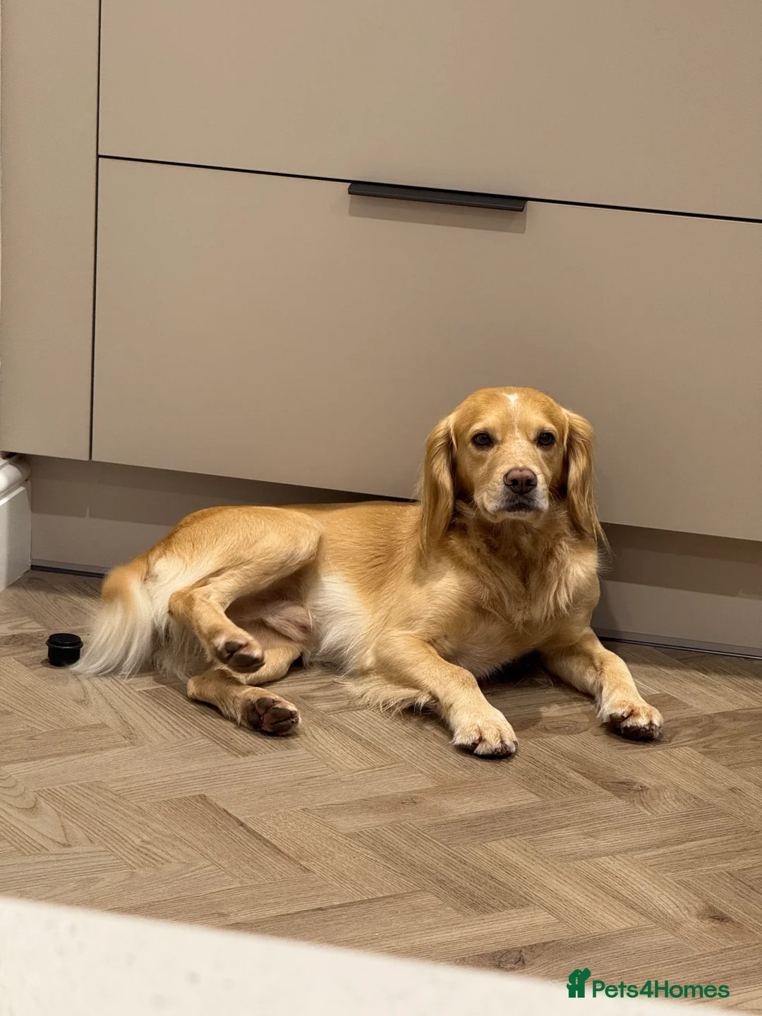 Cocker Spaniel dogs for stud: Proven Working Cocker Spaniel stud - KC Registered in Cockermouth - Advert 1