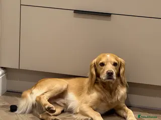 Cocker Spaniel dogs Proven Working Cocker Spaniel stud - KC Registered in Cockermouth - Advert 21