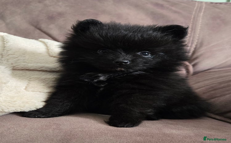 Pomeranian dogs - Advert 11
