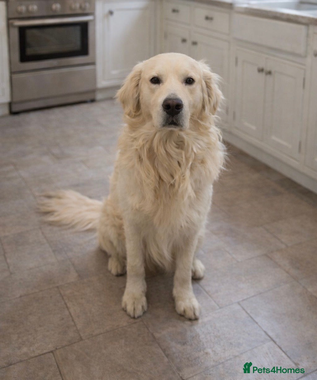 Golden Retriever dogs Beautiful Male Golden Retriever - Advert 4