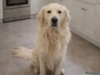 Golden Retriever dogs Beautiful Male Golden Retriever - Advert 4