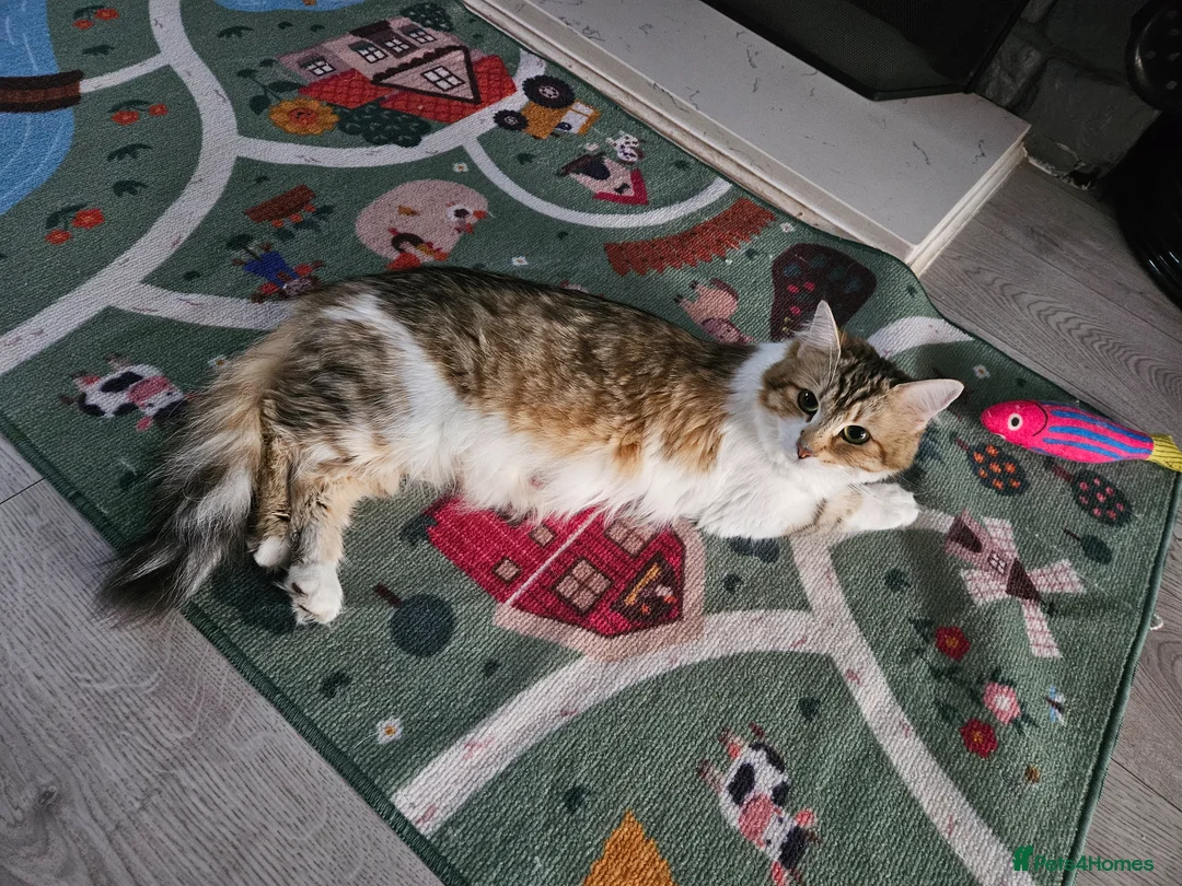 Siberian cats for sale: Beautiful Siberian kitten ready for a new home - Advert 2