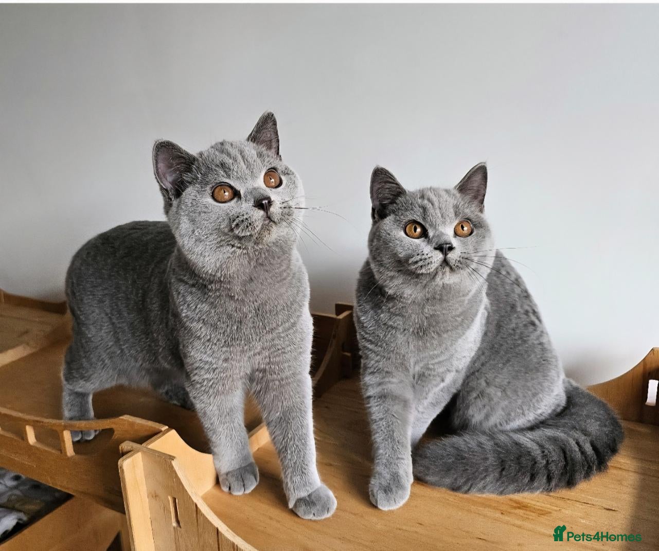 British Shorthair cats Stunning British shorthair blue kittens, neutered - Advert 1