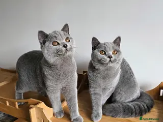 British Shorthair cats Stunning British shorthair blue kittens, neutered - Advert 5