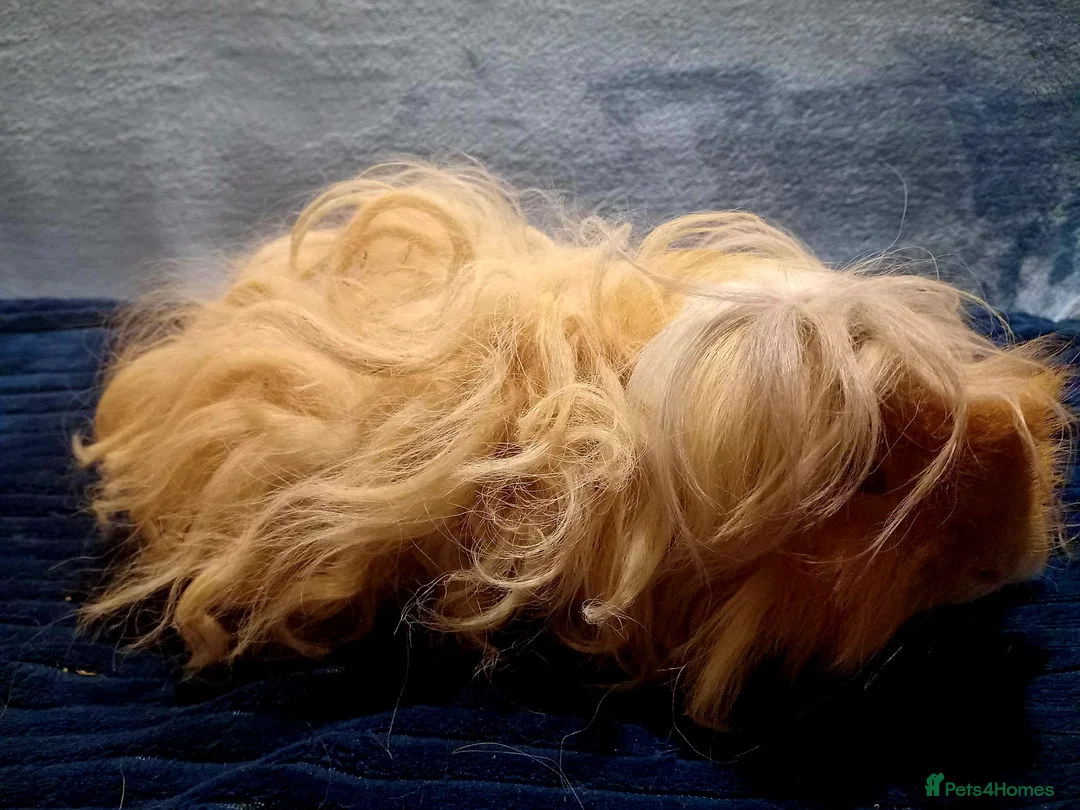 Guinea Pig rodents for sale: Pure Lunkarya Boar  - Advert 4