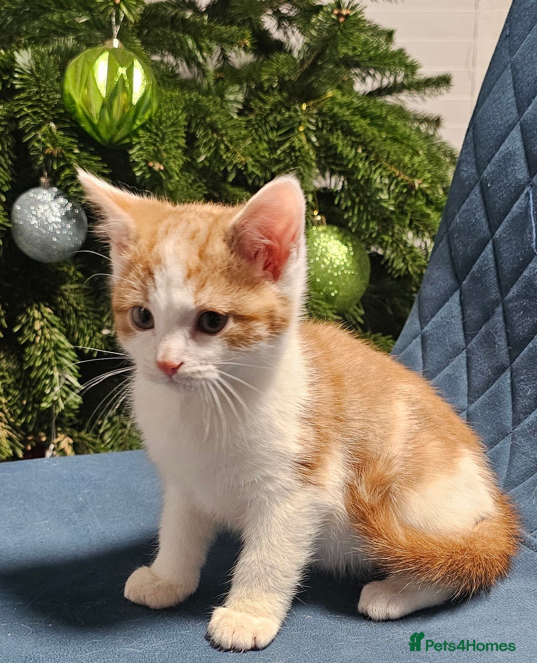 Maine Coon cats for sale: Part Maine Coon kittens - Advert 6