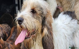 Basset Griffon Vendeen dogs for sale: Griffon grand bassets  - Image 1