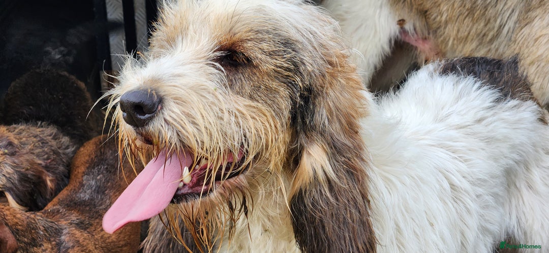 Basset Griffon Vendeen dogs for sale: Griffon grand bassets  - Image 1