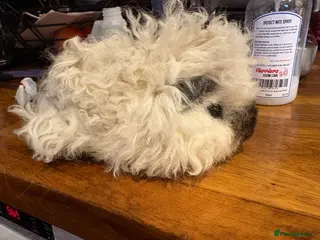 Guinea Pig rodents Cali marked Lunkarya boars - Advert 10