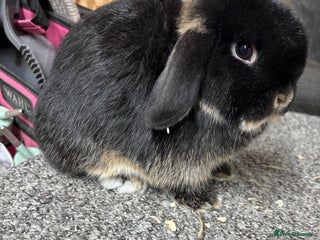 Mini Lop rabbits Multiple Litters of BRC rung baby Minilops - Advert 14
