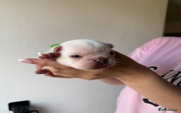 French Bulldog dogs for sale: French bull dogs for sale  - Image 6
