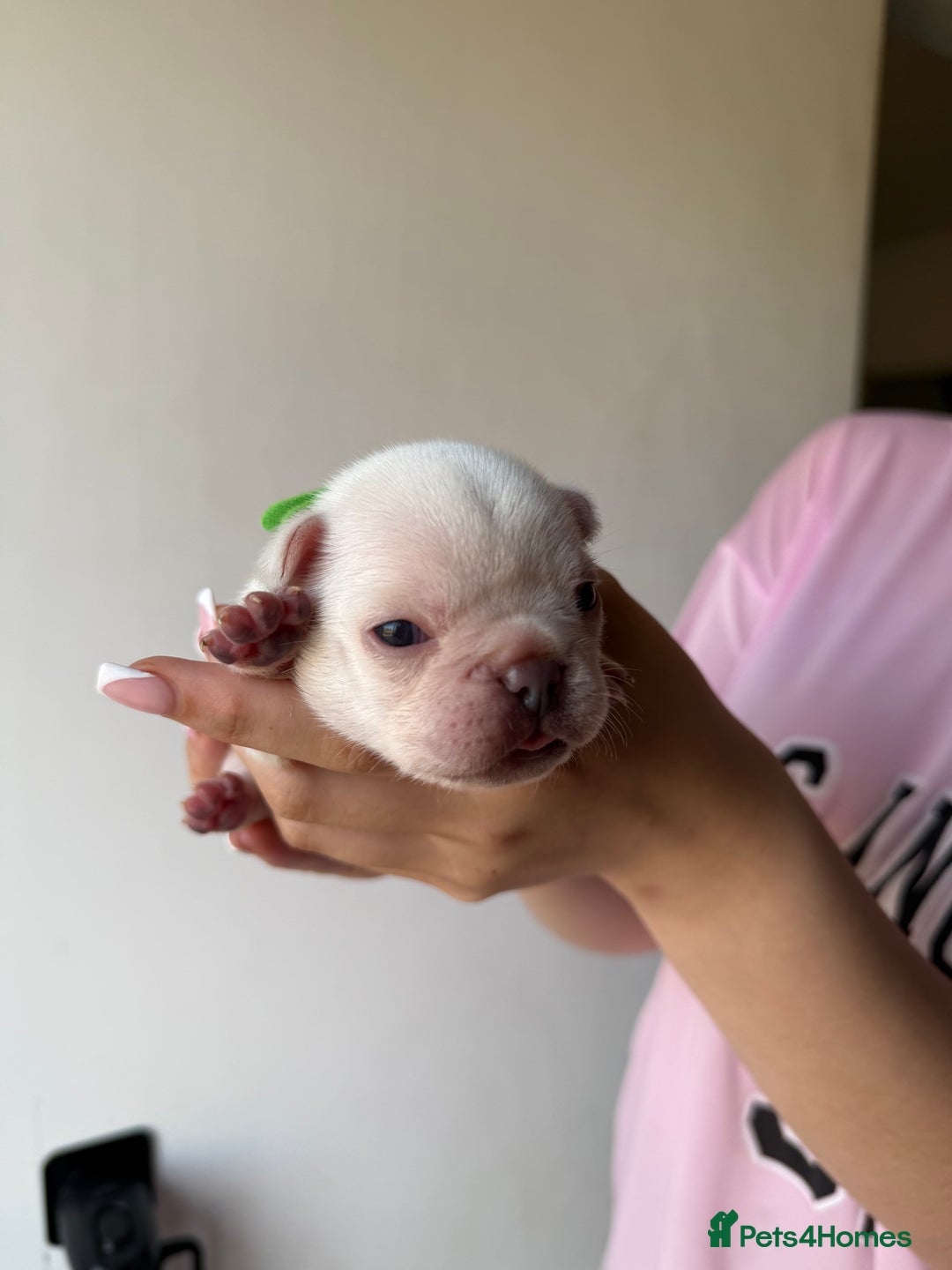 French Bulldog dogs for sale: French bull dogs for sale  - Image 6